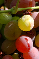 Tokay Table Grapes